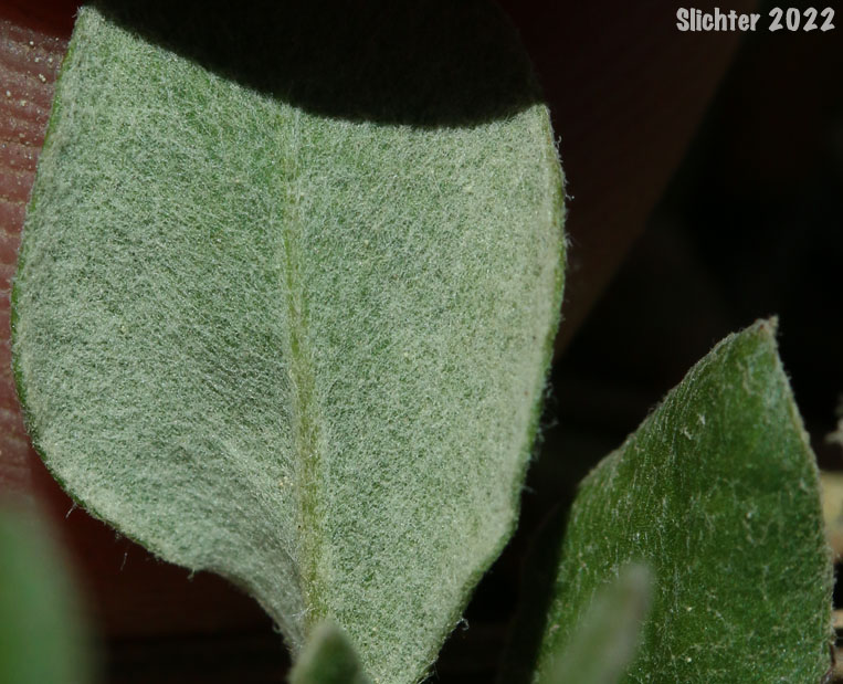 Lower leaf surface of Sandberg's Sulphurflower Buckwheat, Sandberg's Sulphur Flower: Eriogonum umbellatum var. sandbergii