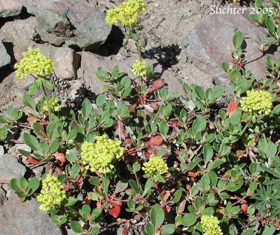 Sulfurflower, Sulfur Buckwheat: Eriogonum umbellatum var. umbellatum