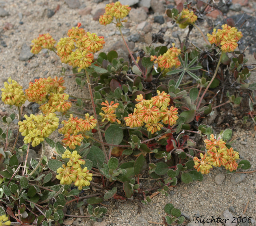 Sulfurflower, Sulfur Buckwheat: Eriogonum umbellatum var. umbellatum