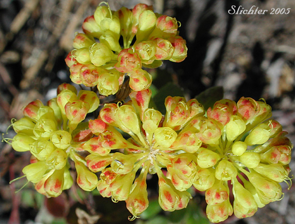 Sulfurflower, Sulfur Buckwheat: Eriogonum umbellatum var. umbellatum