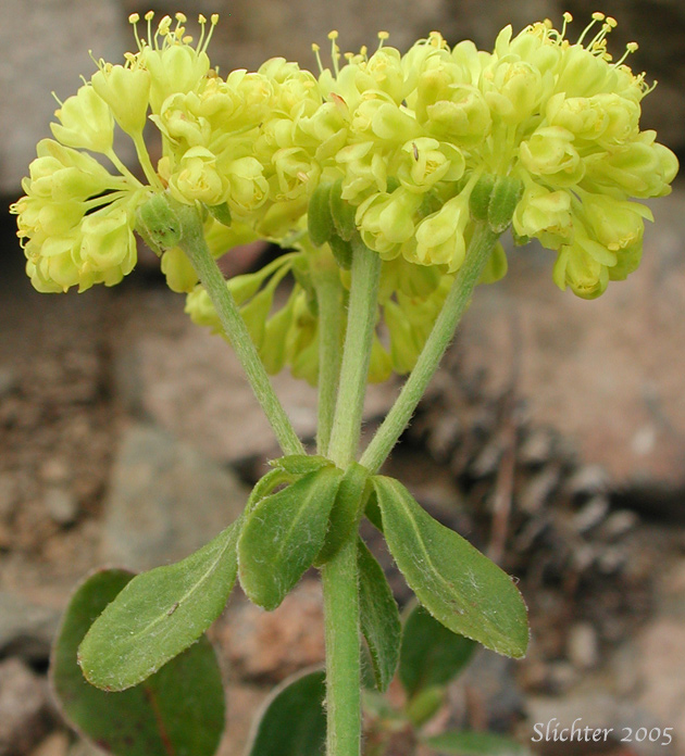Sulfurflower, Sulfur Buckwheat: Eriogonum umbellatum var. umbellatum