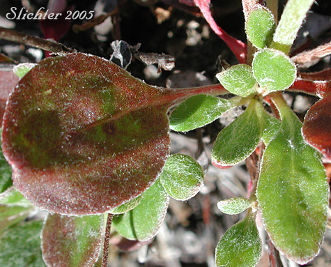 Sulfurflower, Sulfur Buckwheat: Eriogonum umbellatum var. umbellatum
