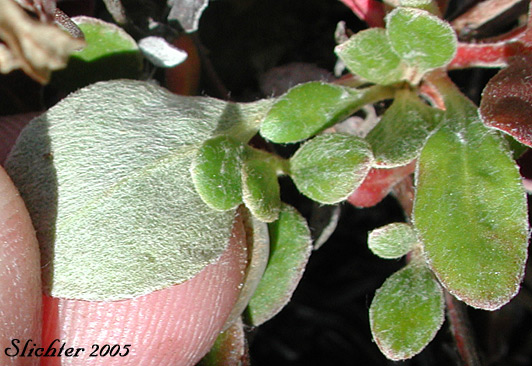 Sulfurflower, Sulfur Buckwheat: Eriogonum umbellatum var. umbellatum