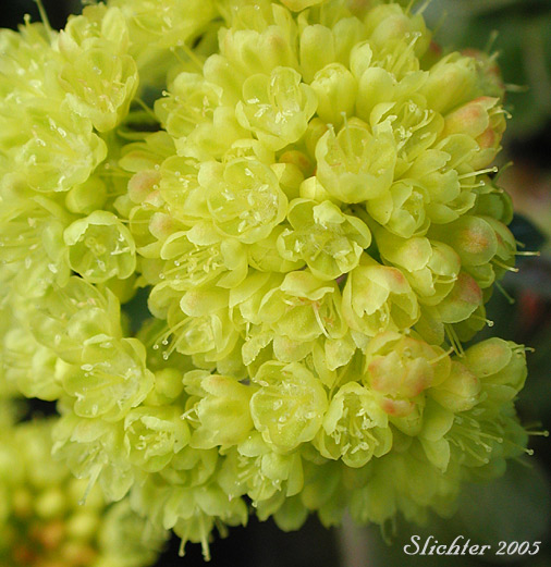 Sulfurflower, Sulfur Buckwheat: Eriogonum umbellatum var. umbellatum