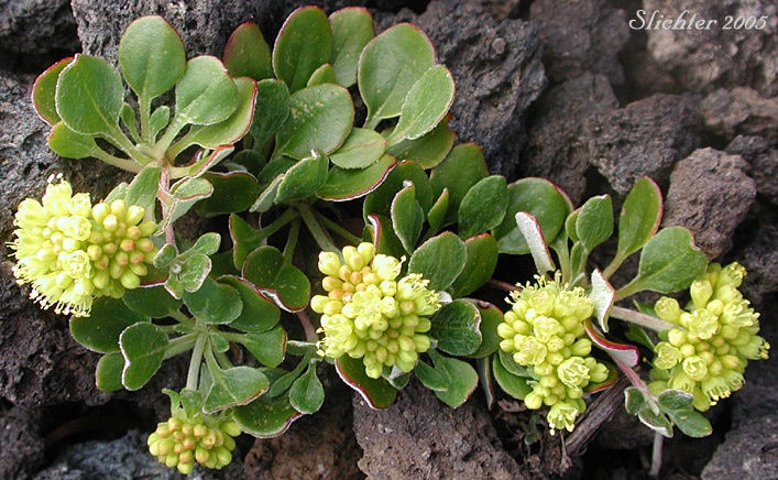 Sulfurflower, Sulfur Buckwheat: Eriogonum umbellatum var. umbellatum