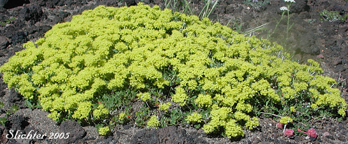 Sulfurflower, Sulfur Buckwheat: Eriogonum umbellatum var. umbellatum