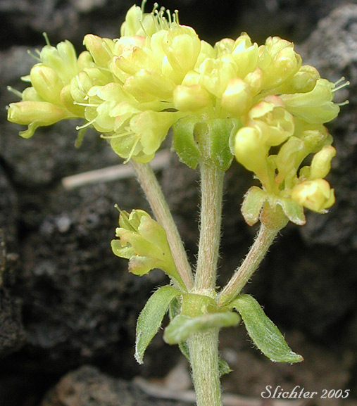 Sulfurflower, Sulfur Buckwheat: Eriogonum umbellatum var. umbellatum