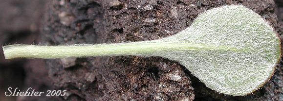 Ventral leaf surface of Sulfurflower, Sulfur Buckwheat: Eriogonum umbellatum var. umbellatum