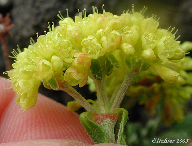 Sulfurflower, Sulfur Buckwheat: Eriogonum umbellatum var. umbellatum