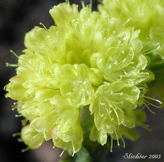 Sulfurflower, Sulfur Buckwheat: Eriogonum umbellatum var. umbellatum