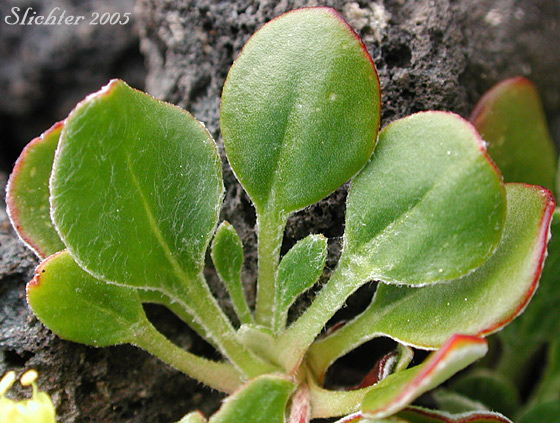 Sulfurflower, Sulfur Buckwheat: Eriogonum umbellatum var. umbellatum