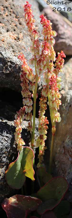 Alpine Mountainsorrel, Alpine Mountain-sorrel, Mountain Sorrel: Oxyria digyna (Synonyms: Rumex digyna, Rumex digynus)