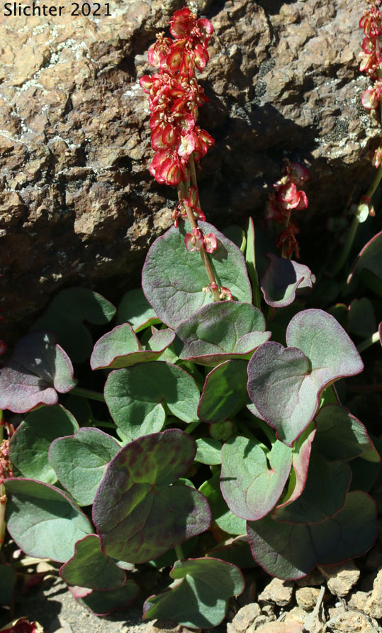 Alpine Mountainsorrel, Alpine Mountain-sorrel, Mountain Sorrel: Oxyria digyna (Synonyms: Rumex digyna, Rumex digynus)