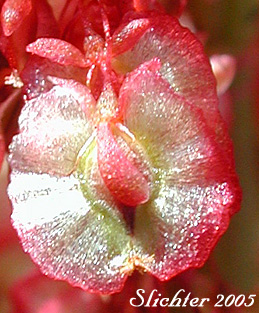 Winged seed of Alpine Mountain-sorrel, Mountain Sorrel, Sourgrass: Oxyria digyna (Synonym: Rumex digynus)