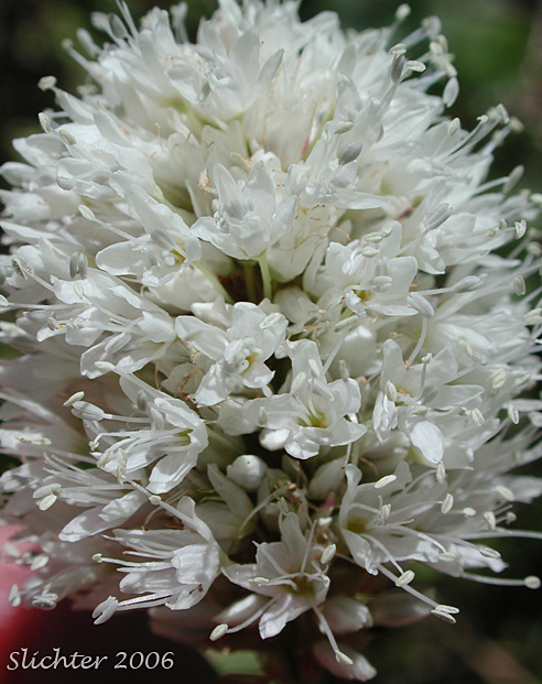 Inflorescence of American Bistort, Snakeweed, Mountain Meadow Knotweed, Western Bistort: Bistorta bistortoides (Synonyms: Persicaria bistortoides, Polygonum bistortoides, Polygonum bistortoides var. linearifolium, Polygonum bistortoides var. oblongifolium, Polygonum cephalophorum, Polygonum glastifolium, Polygonum vulcanicum)