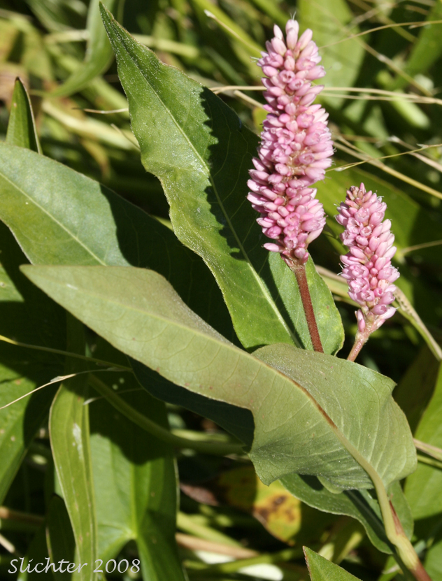 Pink Knotweed, Water Smartweed: Persicaria amphibia (Synonyms: Polygonum amphibium, Polygonum amphibium var. coccineum, Polygonum amphibium var. emersum, Polygonum amphibium var. natans, Polygonum amphibium var. stipulaceum, Polygonum coccineum, Polygonum coccineum var. coccineum, Polygonum coccineum var. hartwrightii, Polygonum natans, Polygonum natans var. hartwrightii)