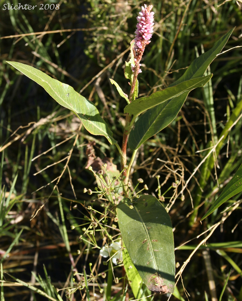 Pink Knotweed, Water Smartweed: Persicaria amphibia (Synonyms: Polygonum amphibium, Polygonum amphibium var. coccineum, Polygonum amphibium var. emersum, Polygonum amphibium var. natans, Polygonum amphibium var. stipulaceum, Polygonum coccineum, Polygonum coccineum var. coccineum, Polygonum coccineum var. hartwrightii, Polygonum natans, Polygonum natans var. hartwrightii)