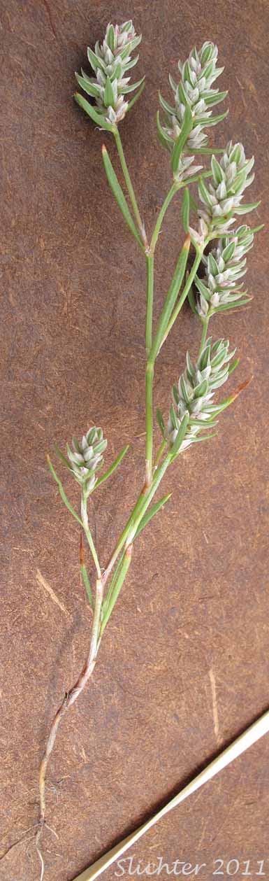 Closeflowered Knotweed: Polygonum polygaloides ssp. confertiflorum (Synonyms: Polygonum confertiflorum, Polygonum imbricatum, Polygonum kelloggii var. confertiflorum, Polygonum watsonii)