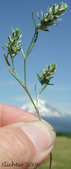 Closeflowered Knotweed: Polygonum polygaloides ssp. confertiflorum (Synonyms: Polygonum confertiflorum, Polygonum imbricatum, Polygonum kelloggii var. confertiflorum, Polygonum watsonii)
