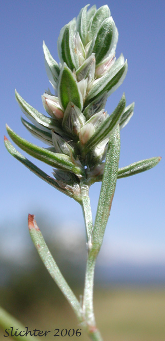Close-up of an inflorescence of Closeflowered Knotweed: Polygonum polygaloides ssp. confertiflorum (Synonyms: Polygonum confertiflorum, Polygonum imbricatum, Polygonum kelloggii var. confertiflorum, Polygonum watsonii)