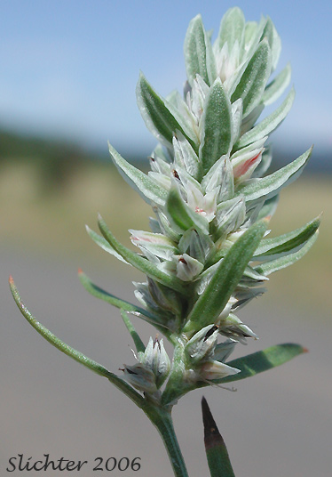 Close-up of the inflorescence of Closeflowered Knotweed: Polygonum polygaloides ssp. confertiflorum (Synonyms: Polygonum confertiflorum, Polygonum imbricatum, Polygonum kelloggii var. confertiflorum, Polygonum watsonii)