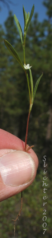 Austin's Knotweed, Douglas' Knotweed: Polygonum douglasii (Synonyms: Polygonum douglasii ssp. douglasii, Polygonum douglasii var. douglasii, Polygonum douglasii var. latifolium, Polygonum montanum)