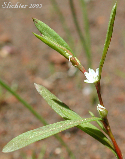 Austin's Knotweed, Douglas' Knotweed: Polygonum douglasii (Synonyms: Polygonum douglasii ssp. douglasii, Polygonum douglasii var. douglasii, Polygonum douglasii var. latifolium, Polygonum montanum)
