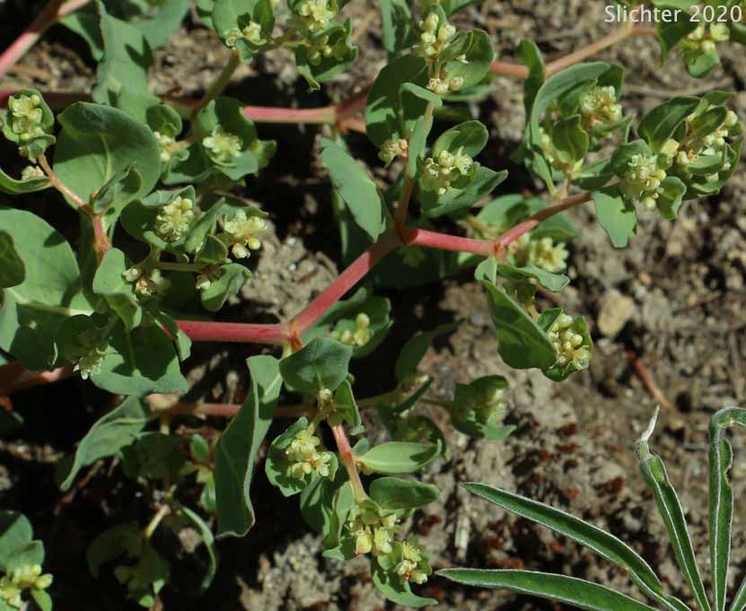 Alpine Knotweed, Newberry's Knotweed, Fleeceflower, Alpine Knotweed, Davis' Knotweed: Aconogonon davisiae var. davisiae (Synonyms: Polygonum davisiae, Polygonum newberryi, Polygonum newberryi var. newberryi)