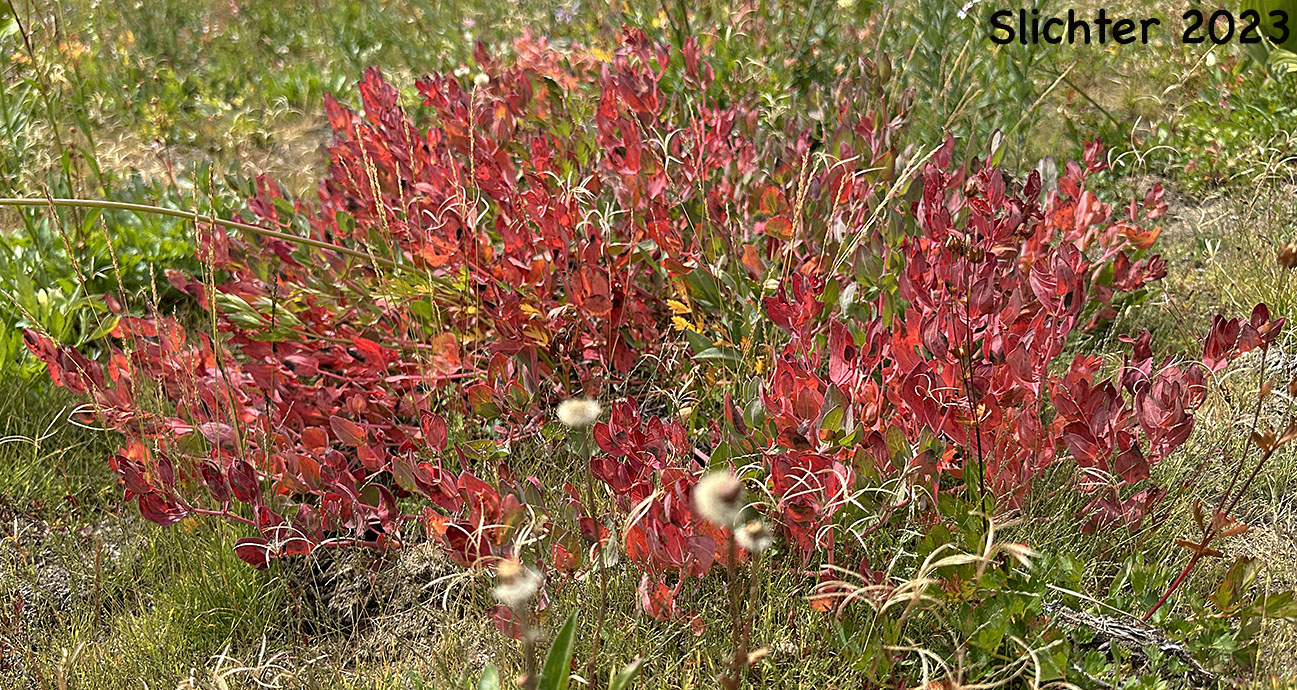 Alpine Knotweed, Newberry's Knotweed, Fleeceflower, Alpine Knotweed, Davis' Knotweed: Aconogonon davisiae var. davisiae (Synonyms: Polygonum davisiae, Polygonum newberryi, Polygonum newberryi var. newberryi)