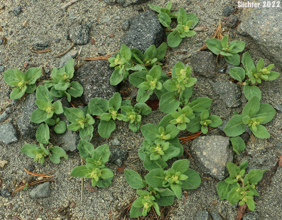 Alpine Knotweed, Newberry's Knotweed, Fleeceflower, Alpine Knotweed, Davis' Knotweed: Aconogonon davisiae var. davisiae (Synonyms: Polygonum davisiae, Polygonum newberryi, Polygonum newberryi var. newberryi)