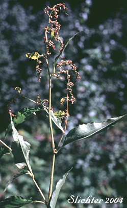 Alpine Knotweed, Jimson Knotweed, Pokeweed Fleeceflower, Poke Knotweed: Aconogonon phytolaccifolium var. phytolaccifolium (Synonyms: Aconogonon phytolaccaefolium var. phytolaccaefolium, Polygonum phytolaccifolium, Polygonum polymorphum)