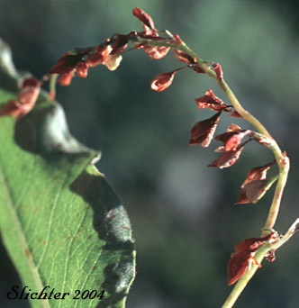 Alpine Knotweed, Jimson Knotweed, Pokeweed Fleeceflower, Poke Knotweed: Aconogonon phytolaccifolium var. phytolaccifolium (Synonyms: Aconogonon phytolaccaefolium var. phytolaccaefolium, Polygonum phytolaccifolium, Polygonum polymorphum)