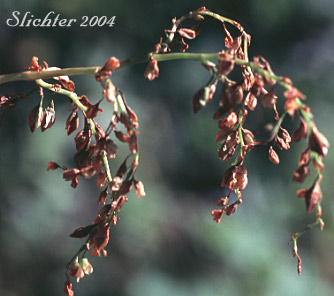 Alpine Fleeceflower, Alpine Knotweed, Fleeceflower, Jimson Knotweed, Poke Knotweed, Pokeweed: Koenigia phytolaccaefolia (Synonyms: Aconogonum phytolaccifolium, Aconogonon phytolaccifolium var. glabrum, Aconogonon phytolaccifolium var. phytolaccifolium, Polygonum phytolaccaefolium, Polygonum phytolaccifolium)