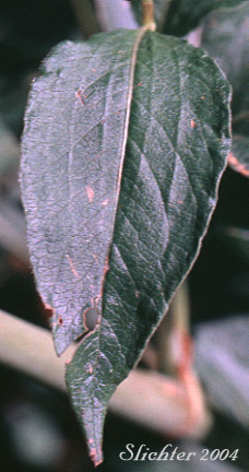 Stem leaf of Alpine Fleeceflower, Alpine Knotweed, Fleeceflower, Jimson Knotweed, Poke Knotweed, Pokeweed: Koenigia phytolaccaefolia (Synonyms: Aconogonum phytolaccifolium, Aconogonon phytolaccifolium var. glabrum, Aconogonon phytolaccifolium var. phytolaccifolium, Polygonum phytolaccaefolium, Polygonum phytolaccifolium)