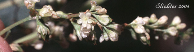 Alpine Fleeceflower, Alpine Knotweed, Fleeceflower, Jimson Knotweed, Poke Knotweed, Pokeweed: Koenigia phytolaccaefolia (Synonyms: Aconogonum phytolaccifolium, Aconogonon phytolaccifolium var. glabrum, Aconogonon phytolaccifolium var. phytolaccifolium, Polygonum phytolaccaefolium, Polygonum phytolaccifolium)