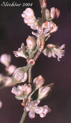 Alpine Fleeceflower, Alpine Knotweed, Fleeceflower, Jimson Knotweed, Poke Knotweed, Pokeweed: Koenigia phytolaccaefolia (Synonyms: Aconogonum phytolaccifolium, Aconogonon phytolaccifolium var. glabrum, Aconogonon phytolaccifolium var. phytolaccifolium, Polygonum phytolaccaefolium, Polygonum phytolaccifolium)