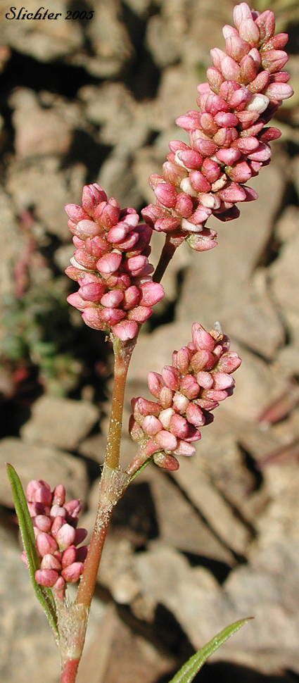 Inflorescence of Curltop Ladysthumb, Dock-leaf Smartweed, Pale Smartweed, Willow Weed: Persicaria lapathifolia (Synonyms: Polygonum incarnatum, Polygonum lapathifolium, Polygonum lapathifolium var. salicifolium, Polygoum linicola, Polygonum nodosum, Polygonum scabrum, Polygonum tomentosum)