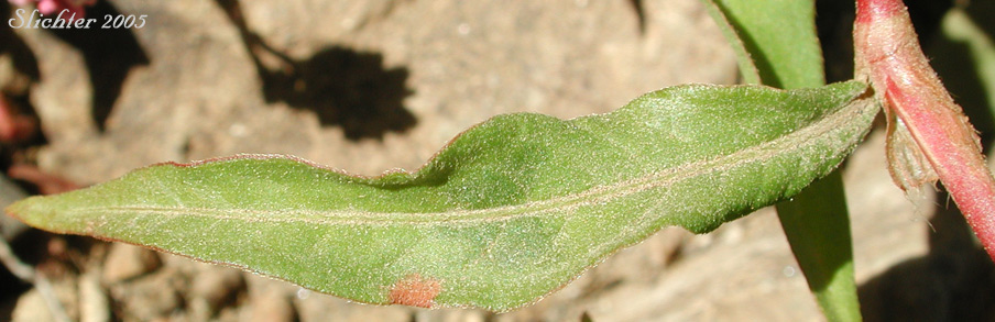 Leaf of Curltop Ladysthumb, Dock-leaf Smartweed, Pale Smartweed, Willow Weed: Persicaria lapathifolia (Synonyms: Polygonum incarnatum, Polygonum lapathifolium, Polygonum lapathifolium var. salicifolium, Polygoum linicola, Polygonum nodosum, Polygonum scabrum, Polygonum tomentosum)