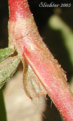 A close-up of a leaf stipule of Curltop Ladysthumb, Dock-leaf Smartweed, Pale Smartweed, Willow Weed: Persicaria lapathifolia (Synonyms: Polygonum incarnatum, Polygonum lapathifolium, Polygonum lapathifolium var. salicifolium, Polygoum linicola, Polygonum nodosum, Polygonum scabrum, Polygonum tomentosum)