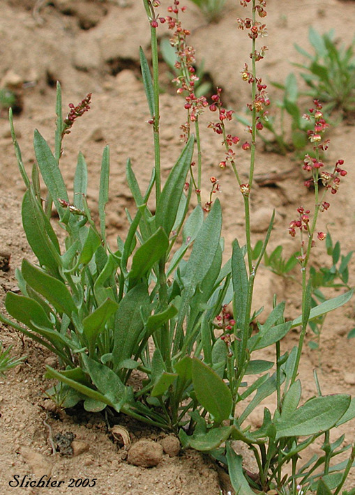 Sheep-sorrel, Common Sheep Sorrel, Sour Dock, Red Sorrel: Rumex acetosella (Synonyms: Acetosella acetosella, Acetosella tenuifolia, Acetosella vulgaris, Rumex acetosella ssp. angiocarpus, Rumex acetosella var. pyrenaeus, Rumex acetosella var. tenuifolius, Rumex angiocarpus, Rumex tenuifolius)