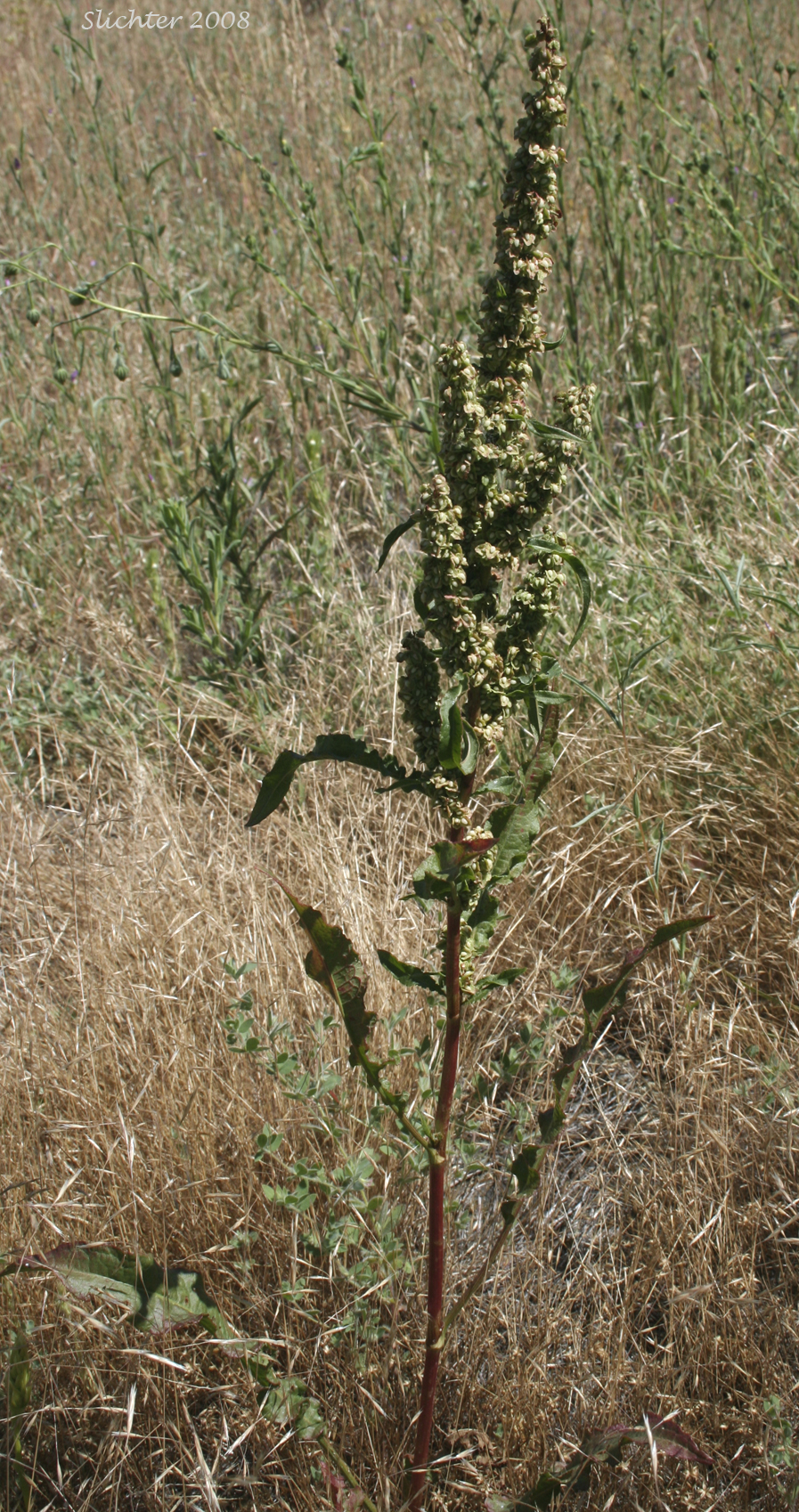 Curly Dock, Sour Dock, Yellow Dock: Rumex crispus (Synonyms: Lapathum crispum, Rumex crispus ssp. crispus)