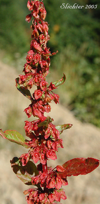 Inflorescence of Bitter Dock: Rumex obtusifolius (Synonyms: Acetosa oblongifolia, Rumex crispatulus, Rumex obtusifolius ssp. agrestis, Rumex obtusifolius ssp. sylvestris, Rumex obtusifolius var. sylvestris, Rumex rugelii)