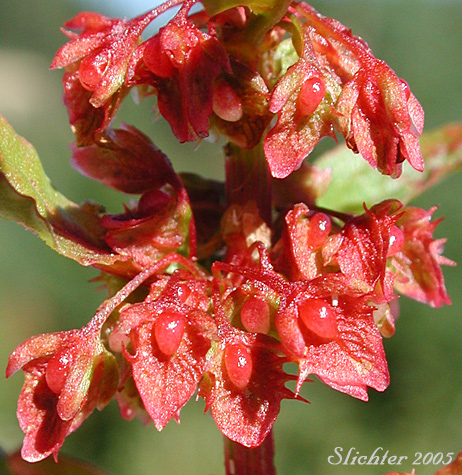 Bitter Dock: Rumex obtusifolius (Synonyms: Acetosa oblongifolia, Rumex crispatulus, Rumex obtusifolius ssp. agrestis, Rumex obtusifolius ssp. sylvestris, Rumex obtusifolius var. sylvestris, Rumex rugelii)