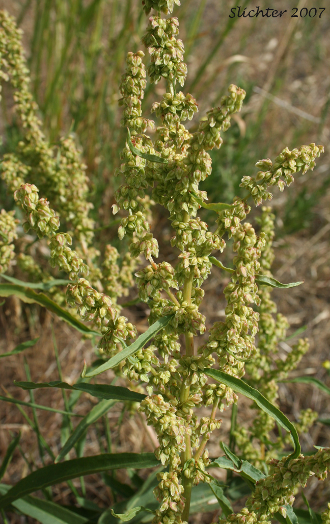 Willow Dock: Rumex salicifolius var. angustivalvis - (Synonym: Rumex hesperius)
