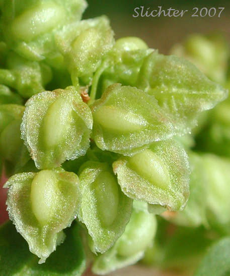 Willow Dock: Rumex salicifolius var. angustivalvis - (Synonym: Rumex hesperius)