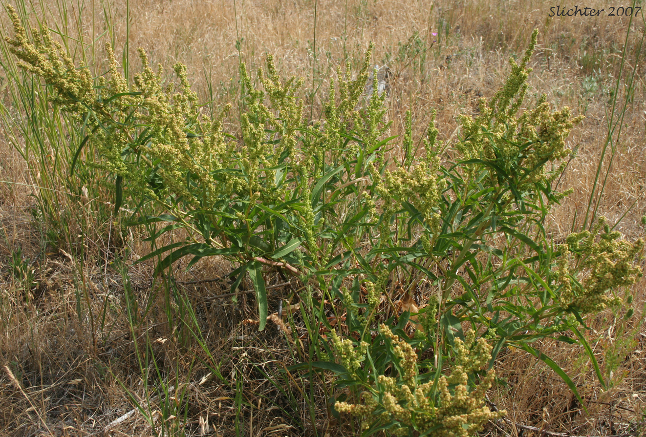 Willow Dock: Rumex salicifolius var. angustivalvis - (Synonym: Rumex hesperius)