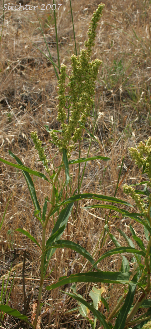 Willow Dock: Rumex salicifolius var. angustivalvis - (Synonym: Rumex hesperius)