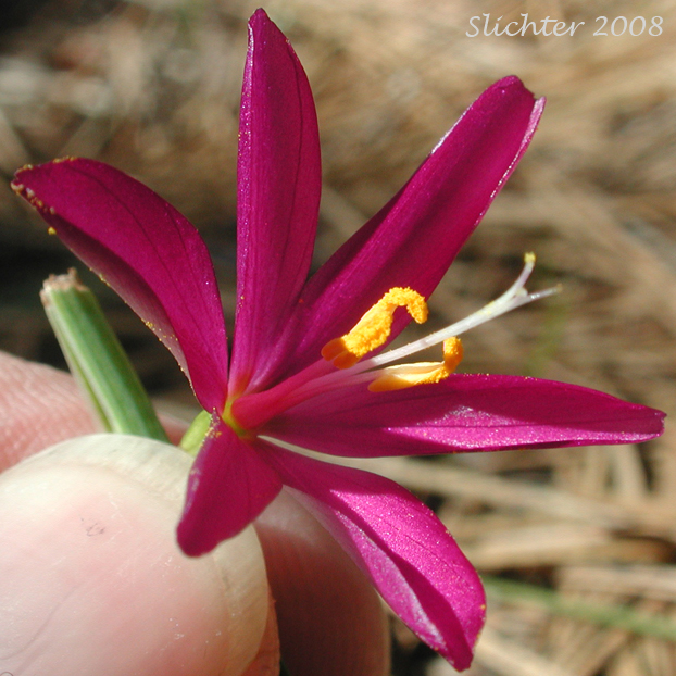 Flower of Grass Widows, Purple-eyed Grass, Satin Flower: Olsynium douglasii var. douglasii (Synonyms: Sisyrinchium douglasii ssp. douglasii, Sisyrinchium douglasii var. douglasii)