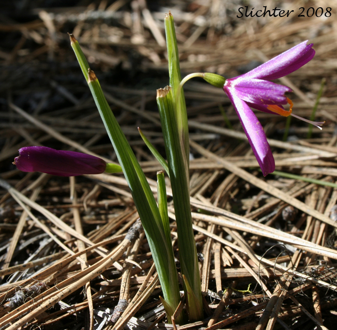 Grass Widows, Purple-eyed Grass, Satin Flower: Olsynium douglasii var. douglasii (Synonyms: Sisyrinchium douglasii ssp. douglasii, Sisyrinchium douglasii var. douglasii)