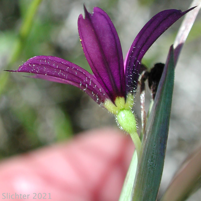 Idaho Blue-eyed Grass: Sisyrinchium idahoense var. idahoense (Synonyms: Sisyrinchium angustifolium, Sisyrinchium birameum)
